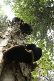 Attēlu rezultāti vaicājumam “Phellinus nigricans”