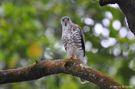 Image result for Goshawks G C