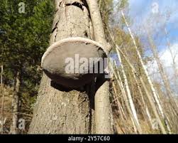 Attēlu rezultāti vaicājumam “Phellinus alni”