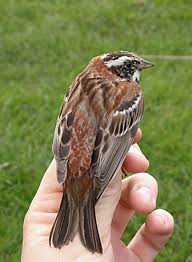 Image result for Emberiza rustica