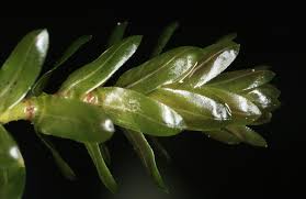 Attēlu rezultāti vaicājumam “Elodea canadensis leaf”