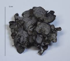 Attēlu rezultāti vaicājumam “Dermatocarpon miniatum”