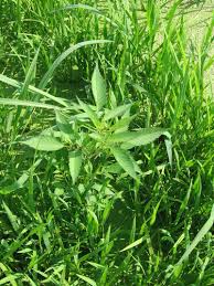 Attēlu rezultāti vaicājumam “Bidens frondosa leaf”
