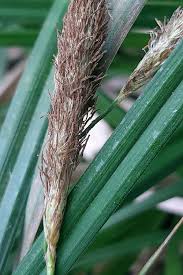 Attēlu rezultāti vaicājumam “Carex loliacea fruit”