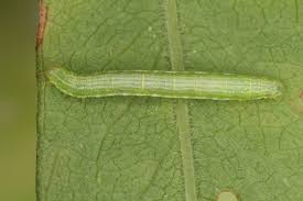 Attēlu rezultāti vaicājumam “Anticollix sparsata”