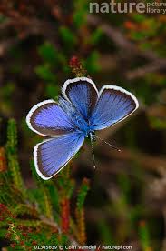 Attēlu rezultāti vaicājumam “Plebejus argus male”