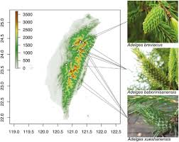 Attēlu rezultāti vaicājumam “Adelges laricis”