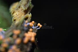 Attēlu rezultāti vaicājumam “Trichia varia macro”