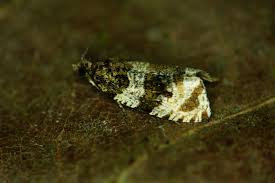 Attēlu rezultāti vaicājumam “Orthotaenia undulana”