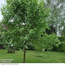 Attēlu rezultāti vaicājumam “Sorbus aria”