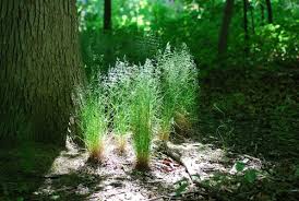 Attēlu rezultāti vaicājumam “Poa nemoralis”