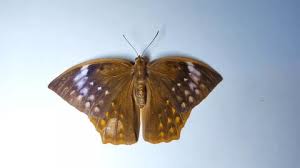 Attēlu rezultāti vaicājumam “Brenthis ino underside”