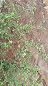 Attēlu rezultāti vaicājumam “Arenaria serpyllifolia”