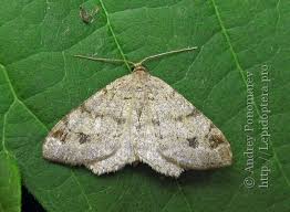 Attēlu rezultāti vaicājumam “Macaria signaria”