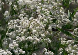 Attēlu rezultāti vaicājumam “Lepidium latifolium”