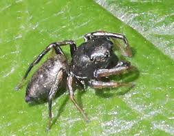 Attēlu rezultāti vaicājumam “Heliophanus sp.”