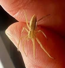 Attēlu rezultāti vaicājumam “Tibellus oblongus”