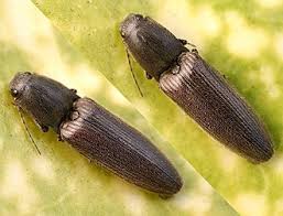 Attēlu rezultāti vaicājumam “Athous sp.”