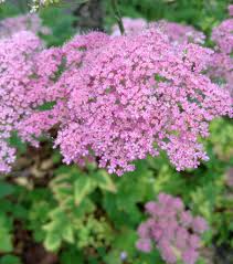 Attēlu rezultāti vaicājumam “Pimpinella major flower”