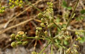 Attēlu rezultāti vaicājumam “Pastinaca sativa subsp. sylvestris”