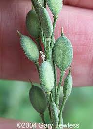 Attēlu rezultāti vaicājumam “Berteroa incana fruit”