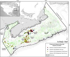Image result for Vazella pourtalesii