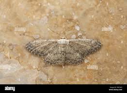 Attēlu rezultāti vaicājumam “Idaea seriata”