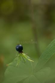 Attēlu rezultāti vaicājumam “Paris quadrifolia fruit”