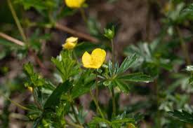 Attēlu rezultāti vaicājumam “Potentilla erecta fruit”
