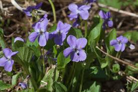 Attēlu rezultāti vaicājumam “Viola hirta”