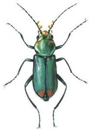 Attēlu rezultāti vaicājumam “Malachius bipustulatus”