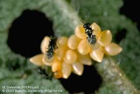 Attēlu rezultāti vaicājumam “Mycosphaerella ulmi”