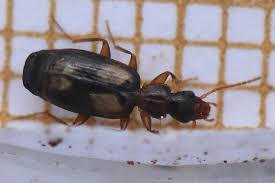 Attēlu rezultāti vaicājumam “Calodromius spilotus”