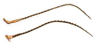 Attēlu rezultāti vaicājumam “Epermenia falciformis”