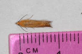 Attēlu rezultāti vaicājumam “Lathronympha strigana”