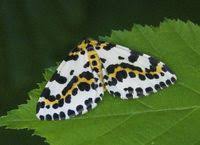 Attēlu rezultāti vaicājumam “Abraxas grossulariata pupa”