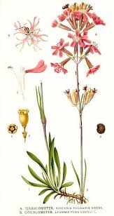 Attēlu rezultāti vaicājumam “Lychnis flos-cuculi fruit”