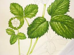 Attēlu rezultāti vaicājumam “Fragaria vesca leaf”