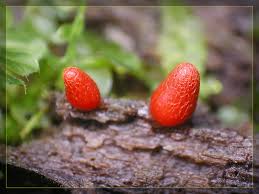 Attēlu rezultāti vaicājumam “Lycogala conicum”