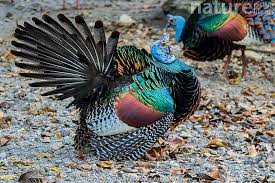 Attēlu rezultāti vaicājumam “Meleagris male”