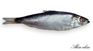 Image result for Alosa alosa