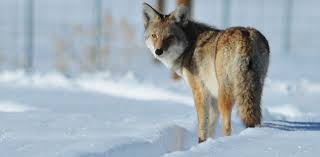 Image result for Hartlepool Coyotes