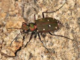 Attēlu rezultāti vaicājumam “Cicindela campestris”