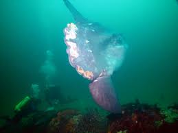 Image result for Mola mola