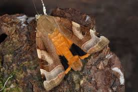 Attēlu rezultāti vaicājumam “Noctua fimbriata larva”