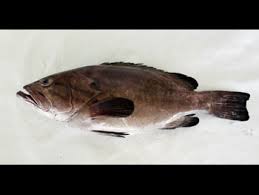 Image result for Mycteroperca rubra