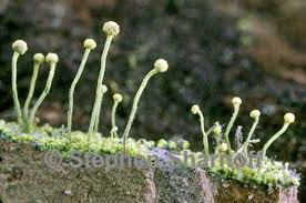 Attēlu rezultāti vaicājumam “Chaenotheca trichialis”