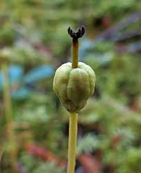 Attēlu rezultāti vaicājumam “Oenothera rubricauli bud”