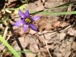 Attēlu rezultāti vaicājumam “Sisyrinchium montanum fruit”