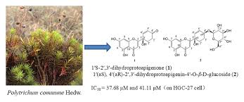 Attēlu rezultāti vaicājumam “Polytrichastrum pallidisetum cells”